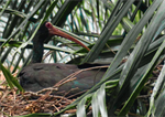 Coquito o Ibis negro, empollando en San Benito