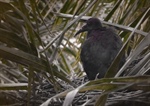 Nació el polluelo del Coquito o Ibis negro