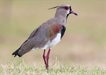 Especie Tero o Vanellus Chilensis empollando en el Campus